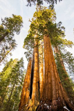 Sequoia Ulusal Parkı 'nda kış ormanı, Amerika Birleşik Devletleri