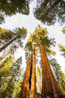 Sequoia Ulusal Parkı 'nda kış ormanı, Amerika Birleşik Devletleri