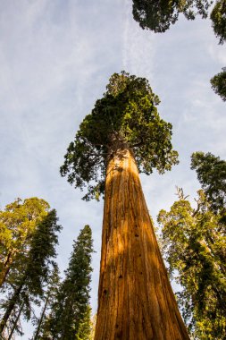 Sequoia Ulusal Parkı 'nda kış ormanı, Amerika Birleşik Devletleri