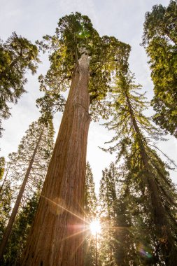 Sequoia Ulusal Parkı 'nda kış ormanı, Amerika Birleşik Devletleri
