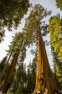 Sequoia Ulusal Parkı 'nda kış ormanı, Amerika Birleşik Devletleri