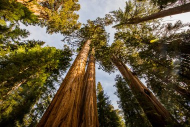 Sequoia Ulusal Parkı 'nda kış ormanı, Amerika Birleşik Devletleri