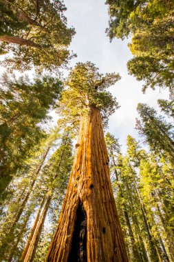 Sequoia Ulusal Parkı 'nda kış ormanı, Amerika Birleşik Devletleri