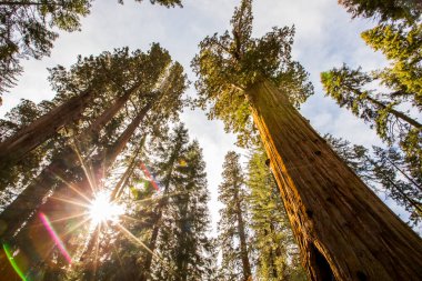 Sequoia Ulusal Parkı 'nda kış ormanı, Amerika Birleşik Devletleri