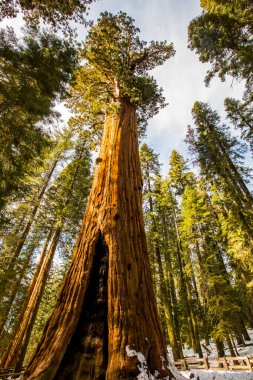 Sequoia Ulusal Parkı 'nda kış ormanı, Amerika Birleşik Devletleri