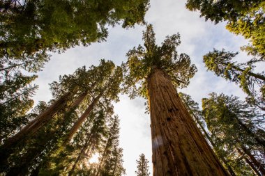 Sequoia Ulusal Parkı 'nda kış ormanı, Amerika Birleşik Devletleri