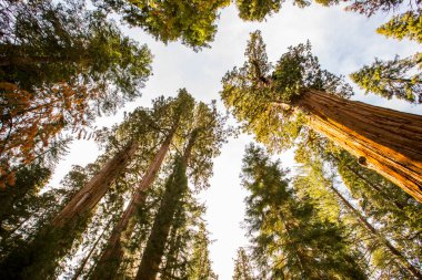 Sequoia Ulusal Parkı 'nda kış ormanı, Amerika Birleşik Devletleri