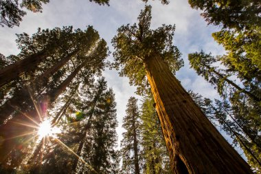 Sequoia Ulusal Parkı 'nda kış ormanı, Amerika Birleşik Devletleri