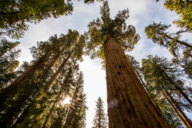 Sequoia Ulusal Parkı 'nda kış ormanı, Amerika Birleşik Devletleri