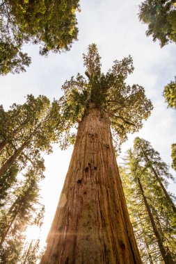 Sequoia Ulusal Parkı 'nda kış ormanı, Amerika Birleşik Devletleri