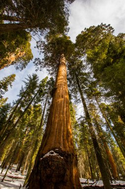 Sequoia Ulusal Parkı 'nda kış ormanı, Amerika Birleşik Devletleri
