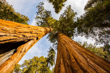 Sequoia Ulusal Parkı 'nda kış ormanı, Amerika Birleşik Devletleri