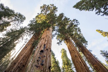 Sequoia Ulusal Parkı 'nda kış ormanı, Amerika Birleşik Devletleri