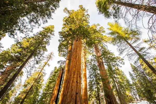 Sequoia Ulusal Parkı 'nda kış ormanı, Amerika Birleşik Devletleri