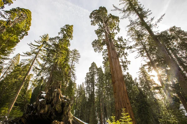 Sequoia Ulusal Parkı 'nda kış ormanı, Amerika Birleşik Devletleri