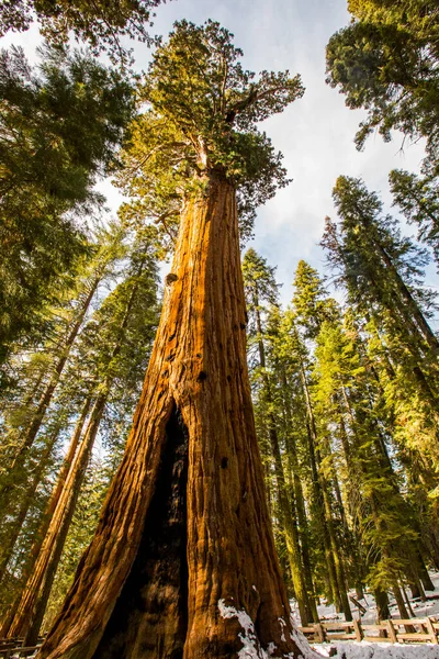 Winterbos Sequoia National Park Verenigde Staten Van Amerika — Stockfoto