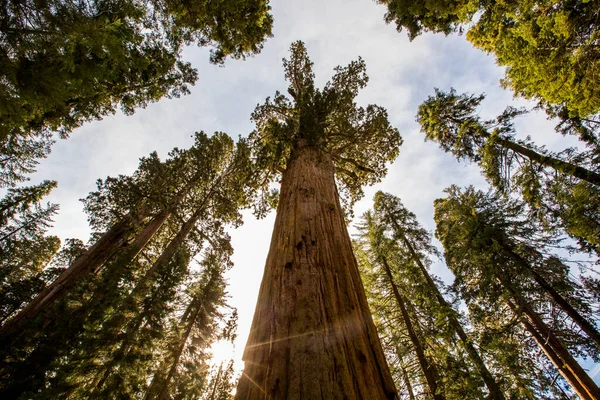 Winterbos Sequoia National Park Verenigde Staten Van Amerika — Stockfoto