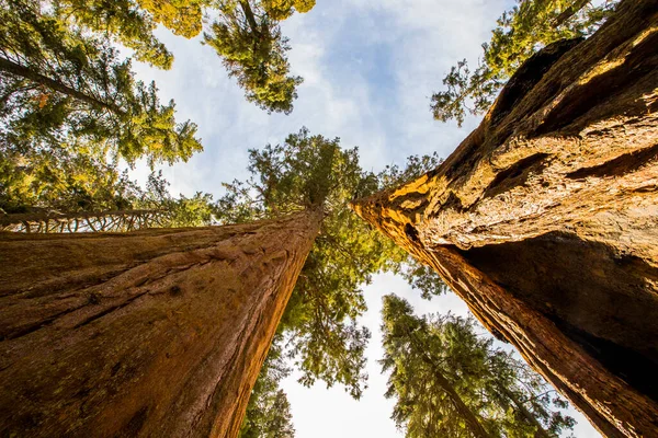 Sequoia Ulusal Parkı 'nda kış ormanı, Amerika Birleşik Devletleri