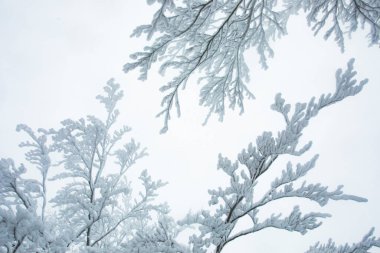 Winter landscape and snowfall in La Grevolosa forest, Osona, Barcelona, northern Spain.