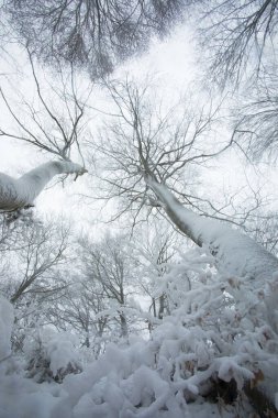 Winter landscape and snowfall in La Grevolosa forest, Osona, Barcelona, northern Spain.