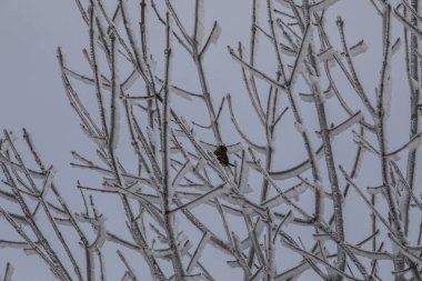 Winter snowfall in Collada De Bracons and Puigsacalm peak, La Garrotxa, Girona, northern Spain.