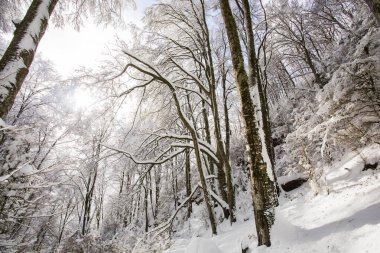 Winter landscape and snowfall in La Grevolosa forest, Osona, Barcelona, northern Spain.