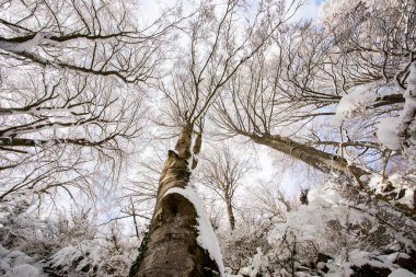 Winter landscape and snowfall in La Grevolosa forest, Osona, Barcelona, northern Spain.