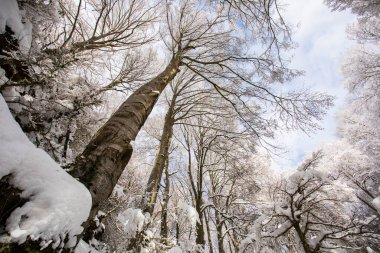 Winter landscape and snowfall in La Grevolosa forest, Osona, Barcelona, northern Spain.