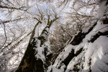 Winter landscape and snowfall in La Grevolosa forest, Osona, Barcelona, northern Spain.