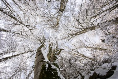 Winter landscape and snowfall in La Grevolosa forest, Osona, Barcelona, northern Spain.