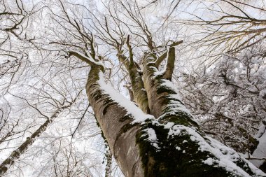Winter landscape and snowfall in La Grevolosa forest, Osona, Barcelona, northern Spain.