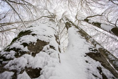 Winter landscape and snowfall in La Grevolosa forest, Osona, Barcelona, northern Spain.