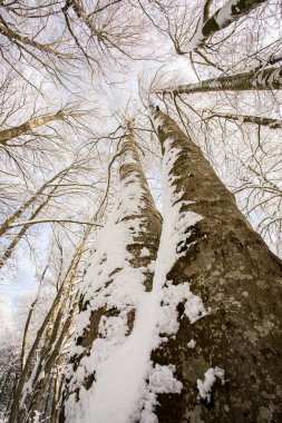 Winter landscape and snowfall in La Grevolosa forest, Osona, Barcelona, northern Spain.