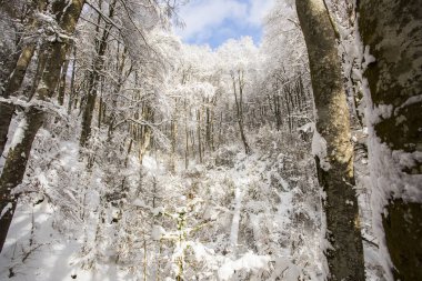 Winter landscape and snowfall in La Grevolosa forest, Osona, Barcelona, northern Spain.