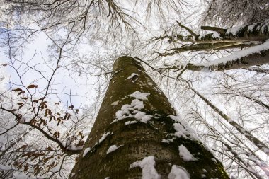 Winter landscape and snowfall in La Grevolosa forest, Osona, Barcelona, northern Spain.