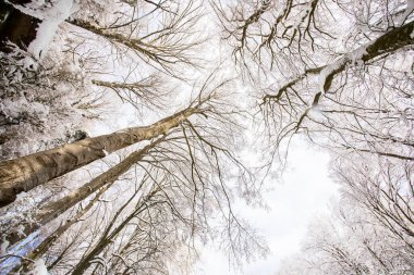 Winter landscape and snowfall in La Grevolosa forest, Osona, Barcelona, northern Spain.