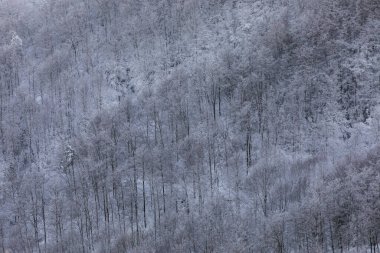 Winter snowfall in Collada De Bracons and Puigsacalm peak, La Garrotxa, Girona, northern Spain.