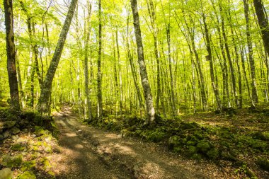 La Fageda D En Jorda Ormanı 'nda bahar gündoğumu, La Garrotxa, Kuzey İspanya.