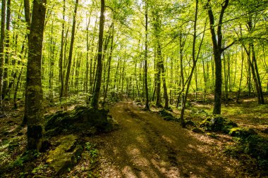 La Fageda D En Jorda Ormanı 'nda bahar gündoğumu, La Garrotxa, Kuzey İspanya.