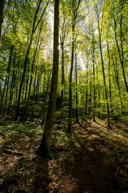 La Fageda D En Jorda Ormanı 'nda bahar gündoğumu, La Garrotxa, Kuzey İspanya.