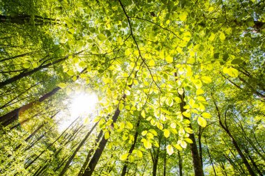 La Fageda D En Jorda Ormanı 'nda bahar gündoğumu, La Garrotxa, Kuzey İspanya.