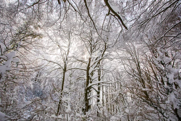 Winter Landscape Snowfall Grevolosa Forest Osona Barcelona Northern Spain — Photo