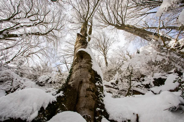 Winter Landscape Snowfall Grevolosa Forest Osona Barcelona Northern Spain — Photo