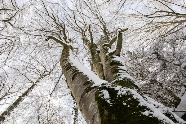 Winter landscape and snowfall in La Grevolosa forest, Osona, Barcelona, northern Spain.