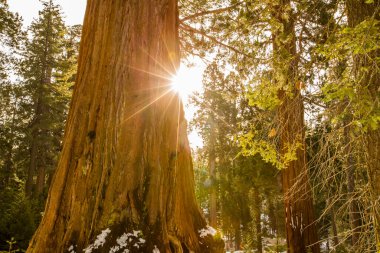 Sequoia Ulusal Parkı 'nda kış ormanı, Amerika Birleşik Devletleri