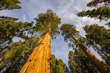 Sequoia Ulusal Parkı 'nda kış ormanı, Amerika Birleşik Devletleri