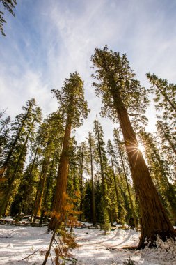 Sequoia Ulusal Parkı 'nda kış ormanı, Amerika Birleşik Devletleri