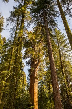 Sequoia Ulusal Parkı 'nda kış ormanı, Amerika Birleşik Devletleri