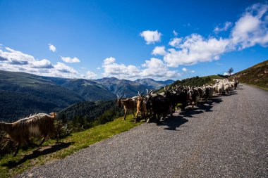 Summer landscape and sheeps in Anie peak, Navarra, Spain.