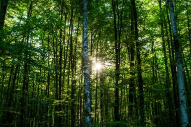 La Fageda D En Jorda Ormanı 'nda bahar gündoğumu, La Garrotxa, Kuzey İspanya.